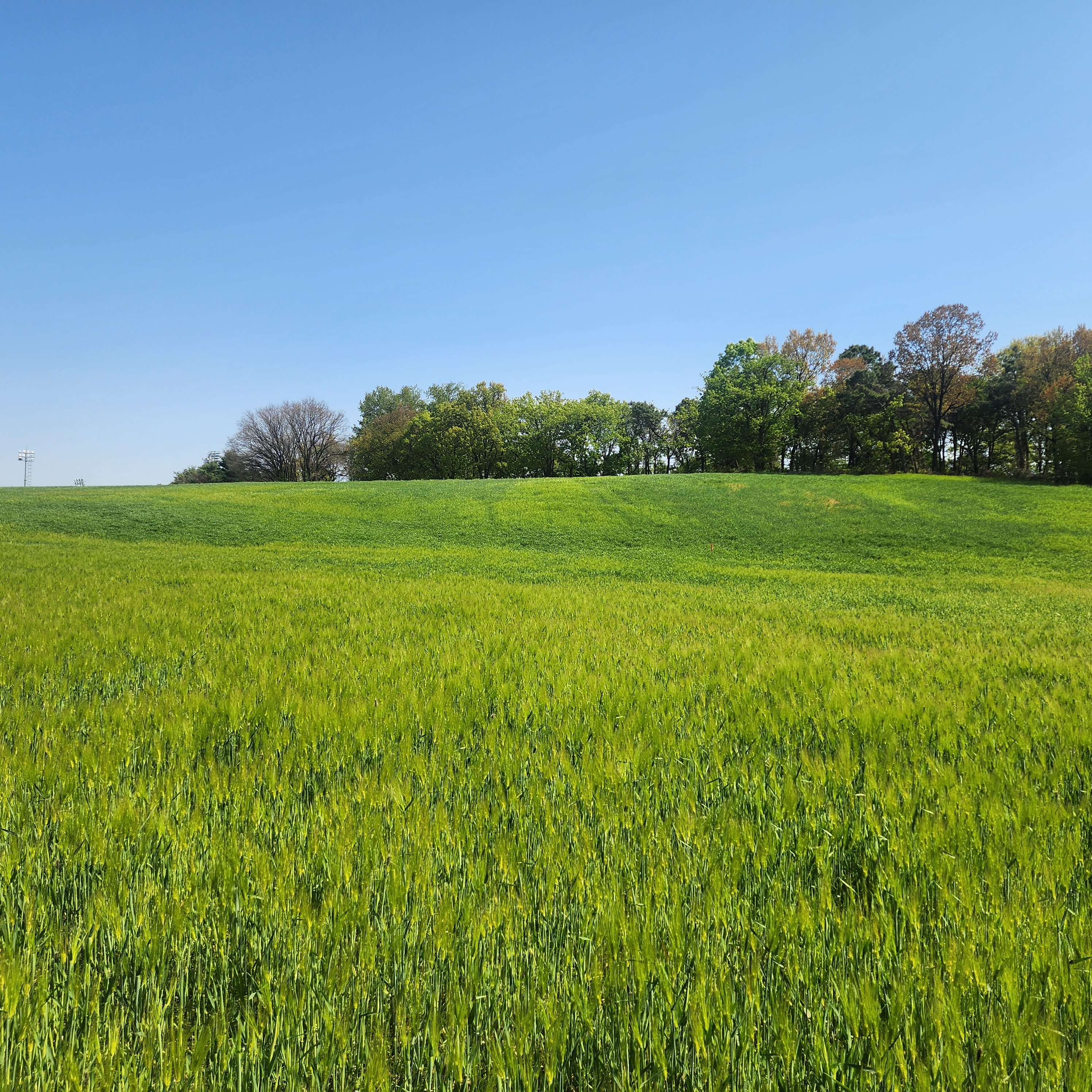 연수구는 지난 8일 선학동 공한지에 파종한 보리 150포를 수확해 지역 내 노인복지관에 기부했다